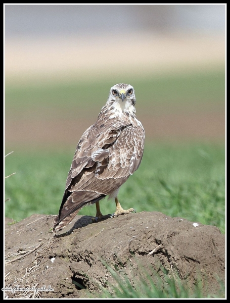 Buse variable